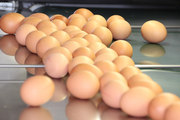 Täglich frische Eier aus Freiland- und Bodenhaltung - Hühnerhof Scheck - 88605 Meßkirch-Ringgenbach