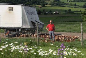 Hühnerhaltung - Hühnerhof Scheck - 88605 Meßkirch-Ringgenbach